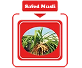 safed musli